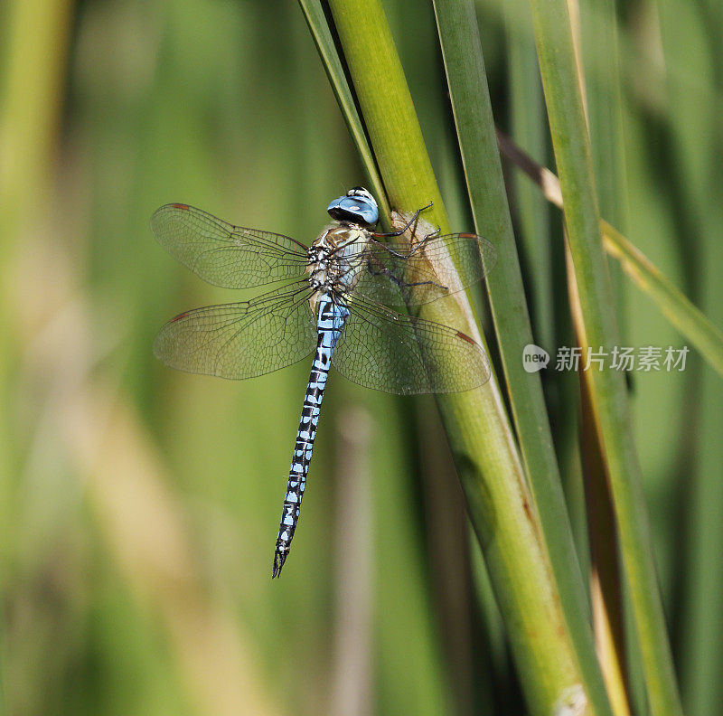 蓝眼霍克蜻蜓，南方迁徙霍克蜻蜓(Aeshna affinis)雄性